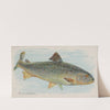 Salmon (1889) by Allen &amp; Ginter
