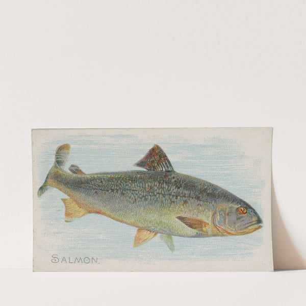 Salmon (1889) by Allen &amp; Ginter