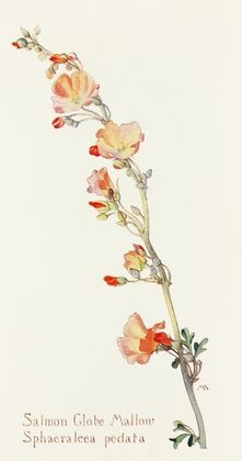 Salmon Globe Mallow
