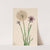 Salsify (Tragopogon porrifolius) (1921) by Mary Vaux Walcott