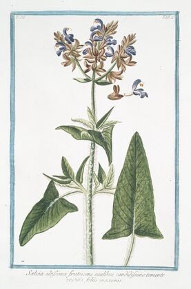 Salvia altissima frutescens caulibus candidissimo tomento vestitis, foliis maximis. (Tallest Sage)