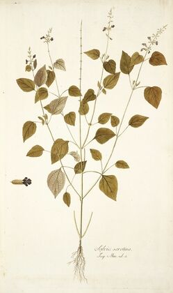 Salvia Serotina
