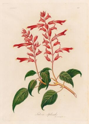 Salvia Splendes (1818-1824)