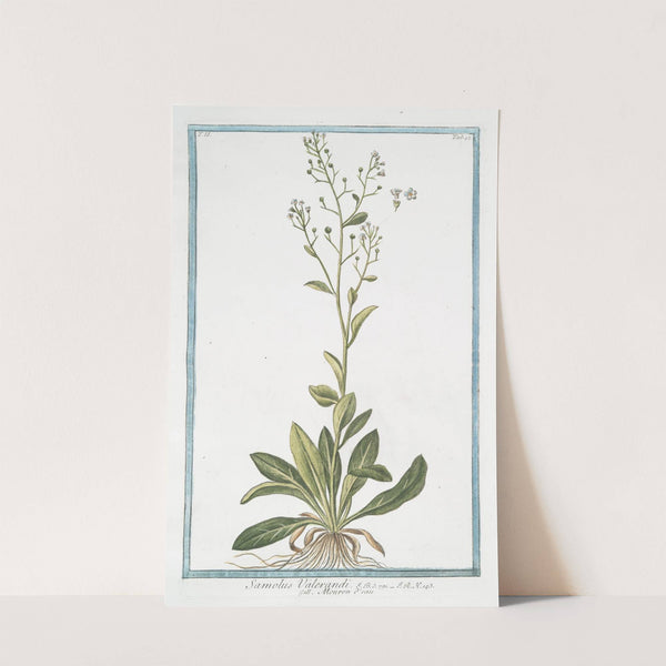 Samolus Valerandi - Mouron d&#039;eau. (Brookweed) by Giorgio Bonelli