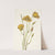 San Diego Mariposa. Calochortus weedii (1925) by Mary Vaux Walcott
