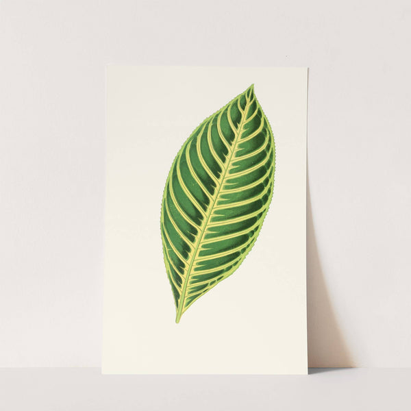 Sanchezia Nobilis by Edward Joseph Lowe