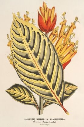 Sanchezia nobilis var. glaucophylla