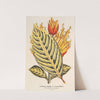 Sanchezia nobilis var. glaucophylla by Charles Antoine Lemaire