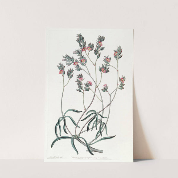 Sand Calandrinia by Sydenham Edwards