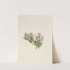 Sand Myrtle (Leiophyllum lyoni) (ca. 1930s) by Mary Vaux Walcott