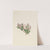 Sand Myrtle (Leiophyllum lyoni) (ca. 1930s) by Mary Vaux Walcott