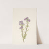 Sand Phacelia. Phacelia linearis (1925) by Mary Vaux Walcott