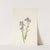 Sand Phacelia. Phacelia linearis (1925) by Mary Vaux Walcott