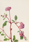 Sand Verbena (Abronia umbellata) (1936)