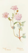 Sand-Verbena