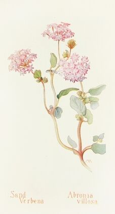 Sand-Verbena