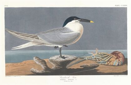 Sandwich tern