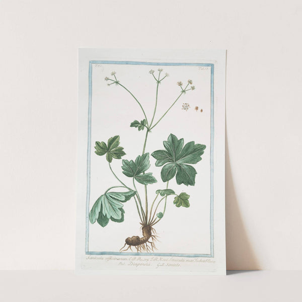 Sanicula officinarum - Sanicula mas Fuchsii - Diapensia - Sanide. (Black Snakeroot) by Giorgio Bonelli