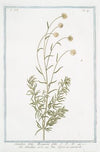 Santolina, foliis Rosmarini folio – Santolina verde – Petit CiprÃ©s ou Garderibe.(Holy flax; Rosemary leaved lavender cotton)