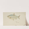 Sardine (1870) by Frank Edward Clarke