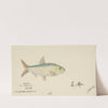 Sardinops neopilchardus (Tas) : Pilchard (1869) by Frank Edward Clarke