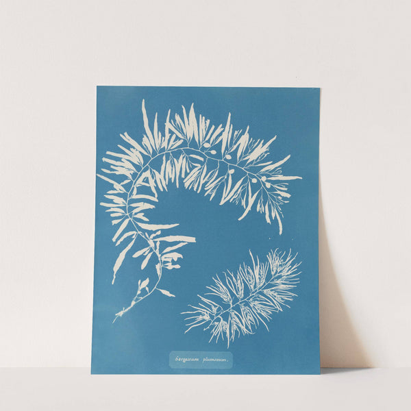 Sargassum plumosum by Anna Atkins