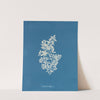 Sargassum vulgare by Anna Atkins