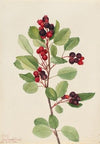 Saskatoon (Amelanchier alnifolia) (1923)