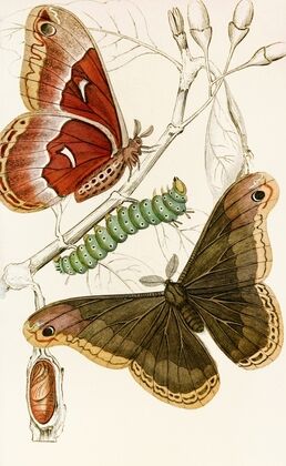 Saturnia Prometheus