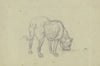 Saufender Hund, von hinten gesehen