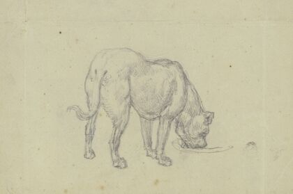 Saufender Hund, von hinten gesehen