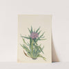 Saussurea (Saussurea densa) (1925) by Mary Vaux Walcott