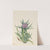 Saussurea (Saussurea densa) (1925) by Mary Vaux Walcott