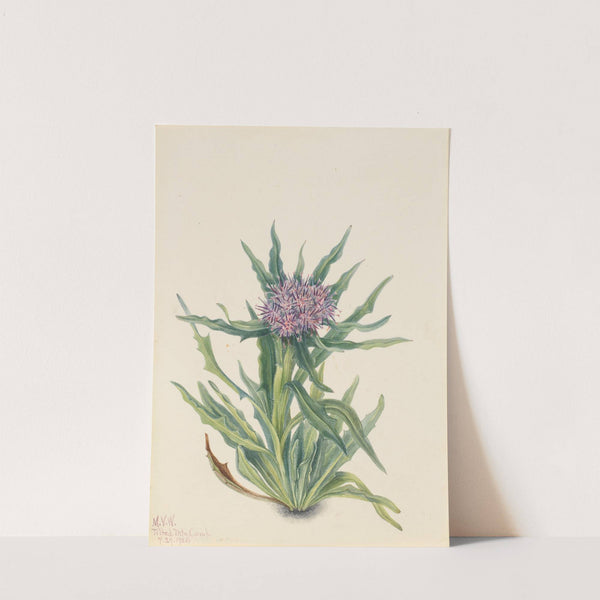 Saussurea (Saussurea densa) (1925) by Mary Vaux Walcott