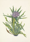 Twinleaf (Jeffersonia diphylla) (1919)