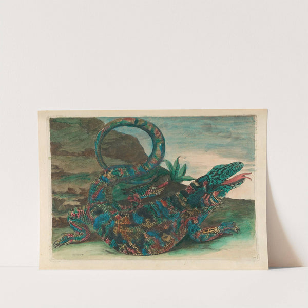 Sauvegarde (1719) by Maria Sibylla Merian