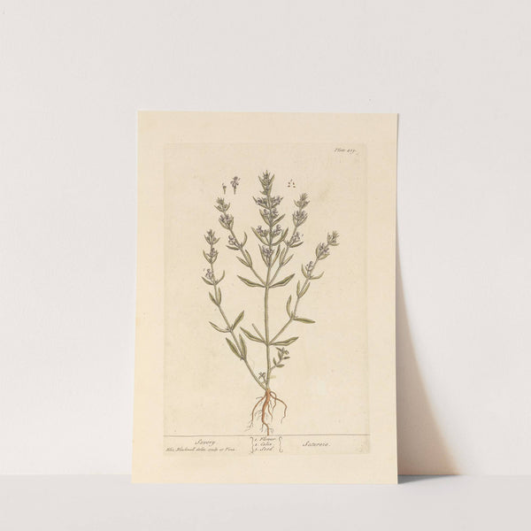 Savory by Elizabeth Blackwell