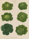 Savoy Cabbages (1876-1886)