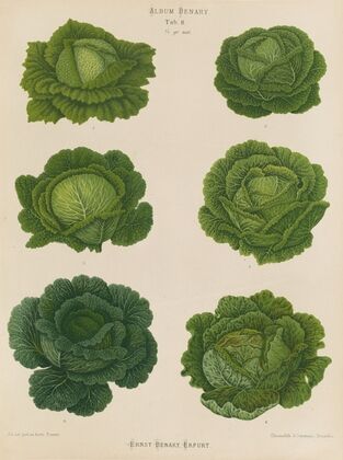 Savoy Cabbages (1876-1886)