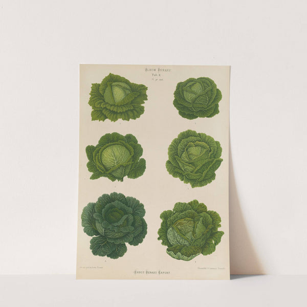 Savoy Cabbages (1876-1886) by Ernst Benary