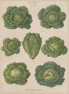 Savoy Cabbages (1876-1886)
