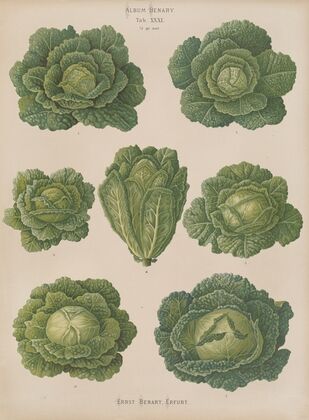 Savoy Cabbages (1876-1886)