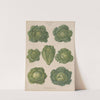 Savoy Cabbages (1876-1886) by Ernst Benary