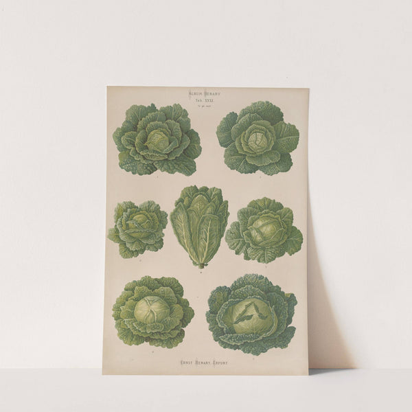 Savoy Cabbages (1876-1886) by Ernst Benary