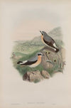 Saxicola oenanthe. Wheatear. (1862-1873)