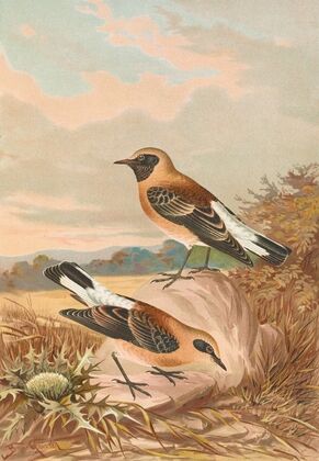 Saxicola stapazina, Saxicola aurita