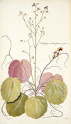Saxifraga stolonifera