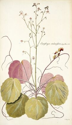 Saxifraga stolonifera