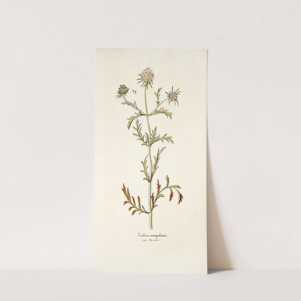 Scabiosa monspeliensis by Nikolaus Joseph Freiherr von Jacquin