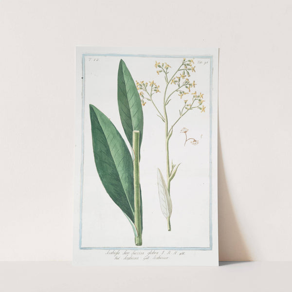 Scabiosa sive Succisa glabra - Scabiosa - Scabieuse. (Devilsbit) by Giorgio Bonelli